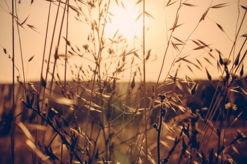 Brindilles ensoleillées